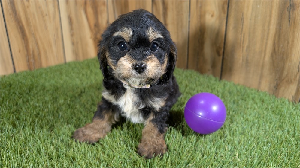 Female Cavapoo