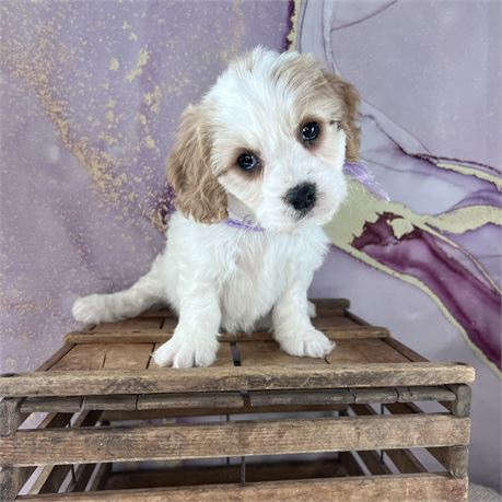 Female Cavachon