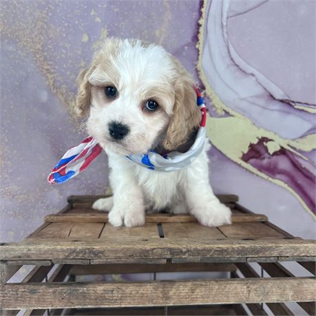 Male Cavachon