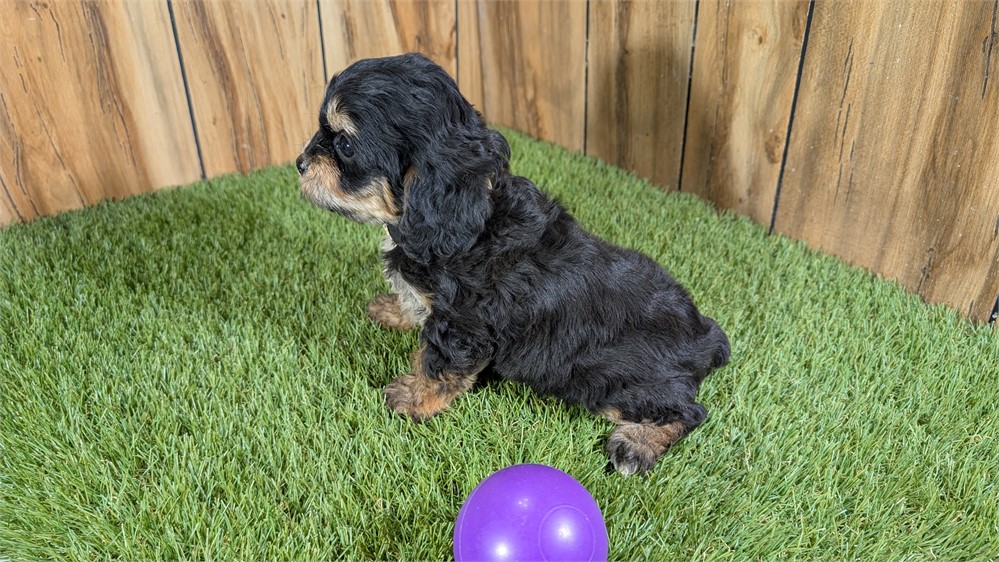 Female Cavapoo