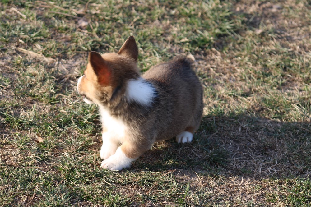 Red & White Female