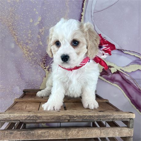 Female Cavachon
