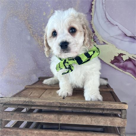 Male Cavachon