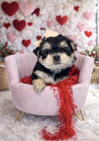 Daphne, Morkie, Girl