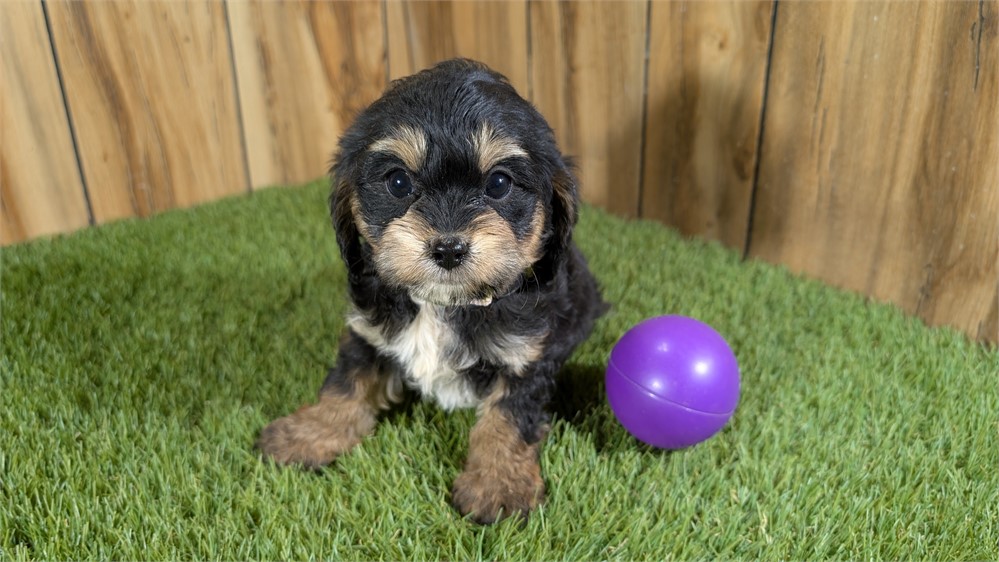 Female Cavapoo