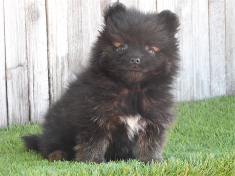 APRI POM VERY NICE LITTLE BOY