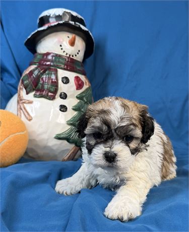 Zuchon - Mango’s # 2 (M)