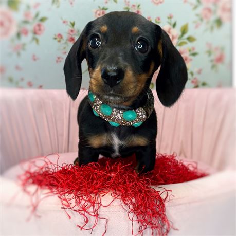 Wilma, girl, Dachshund