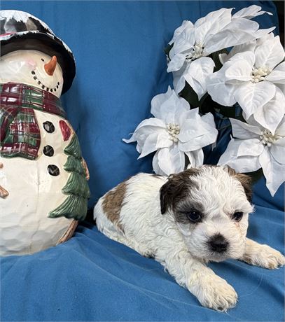 Zuchon - Mango’s # 4 (F)