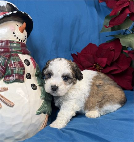 Zuchon - Mango’s # 3 (F)