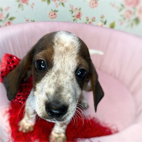 Rolfie, Boy, Dachshund