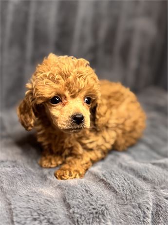 APRI Toy Male ~1.9 pounds