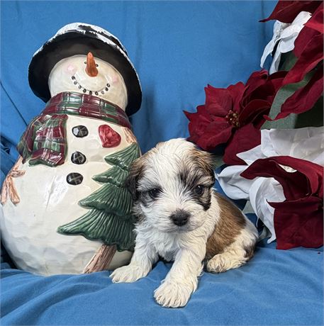 Zuchon - Mango’s # 5 (F)