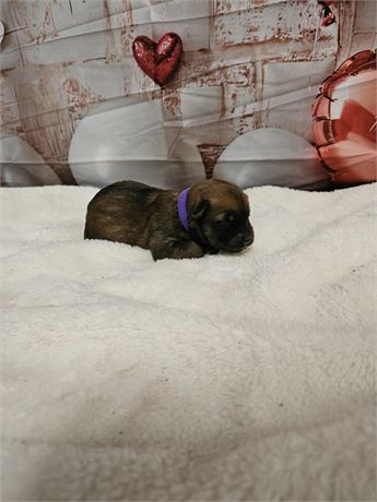 Bella AKC Registered, OFA Parents, and Champion Sire