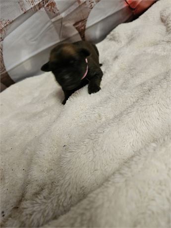 Lucy AKC Registered, OFA Parents, and Champion Sire