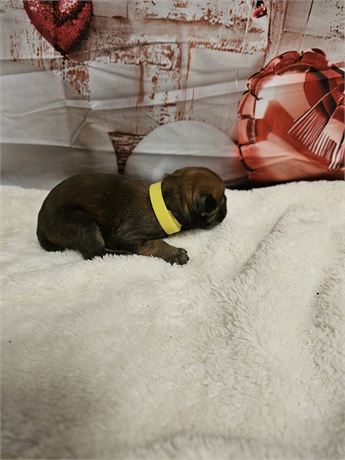 Millie AKC Registered, OFA Parents, and Champion Sire