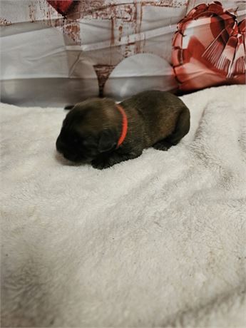 Cooper AKC Registered, OFA Parents, and Champion Sire