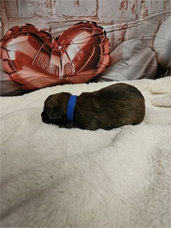 Max AKC Registered, OFA Parents, and Champion Sire