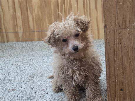 Spike - Toy Poodle