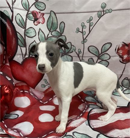 Female I.G. “Daisy”