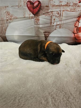 Milo AKC Registered, OFA Parents, and Champion Sire