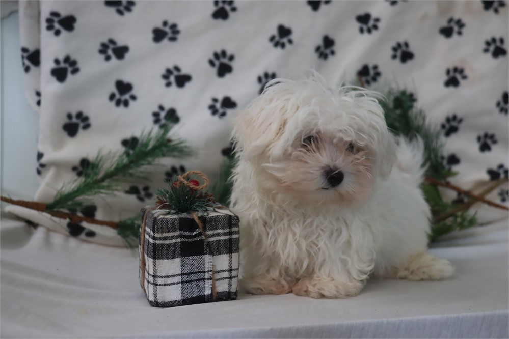 Male Maltese