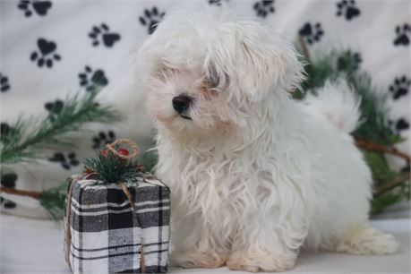 Male Maltese