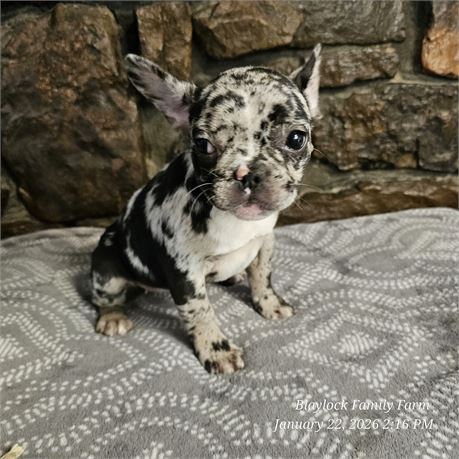 BEAUTIFUL MERLE FRENCHIE GIRL