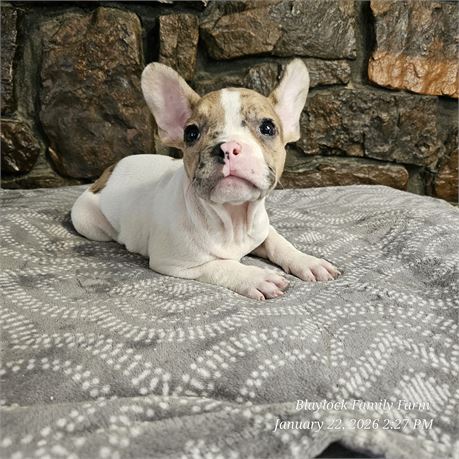 FRENCH BULLDOG BOY
