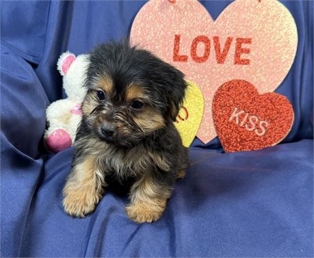 Morkie - Felicity’s # 3 (F)