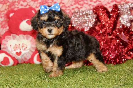 FEMALE YORKIEPOO 650