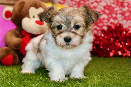 PARTI MALE MORKIE 471