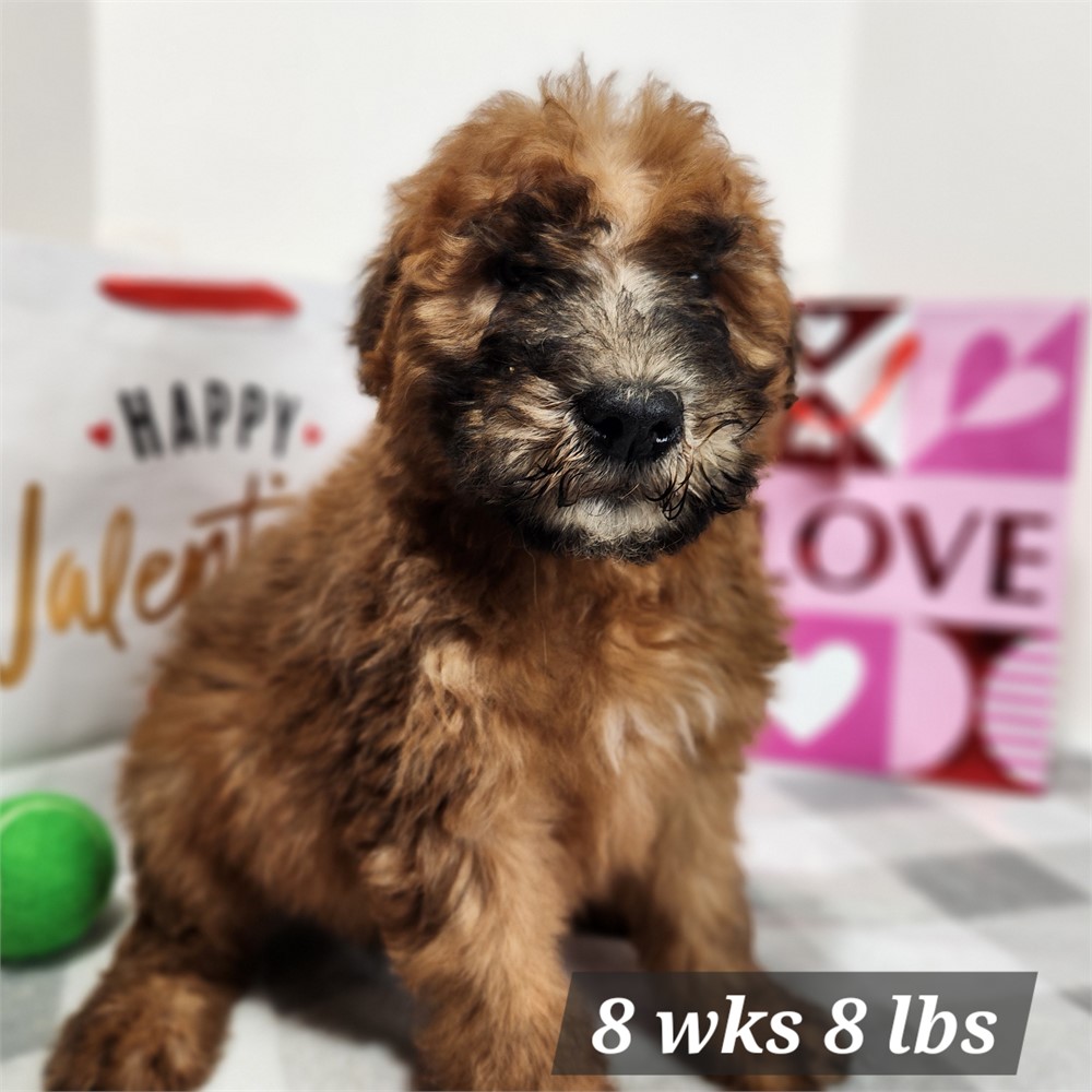 Soft Coated Wheaten Terrier