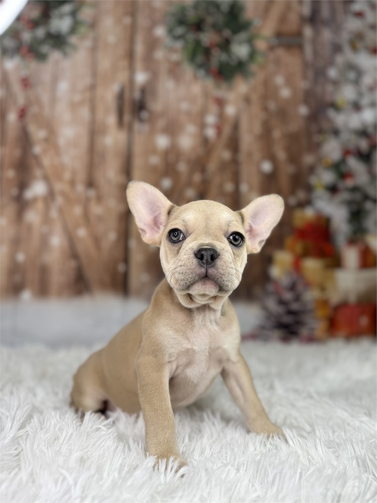 AKC Fawn Female