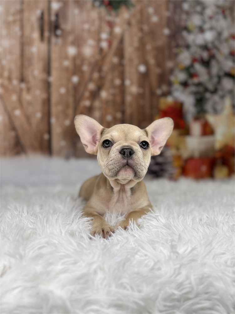 AKC Fawn Female