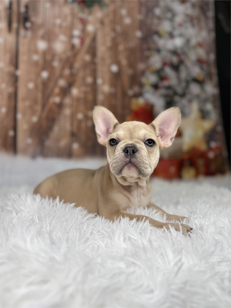 AKC Fawn Female