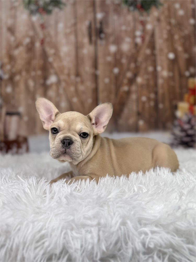 AKC Fawn Female