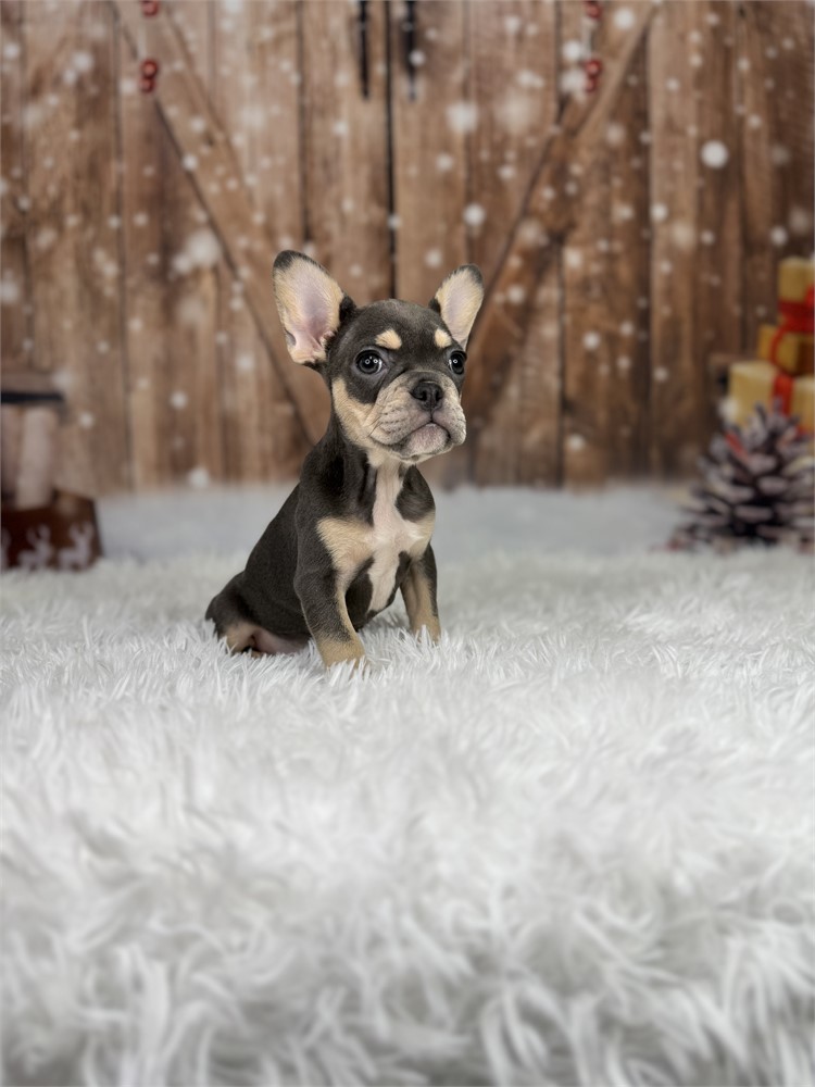 AKC Blue &Tan Female