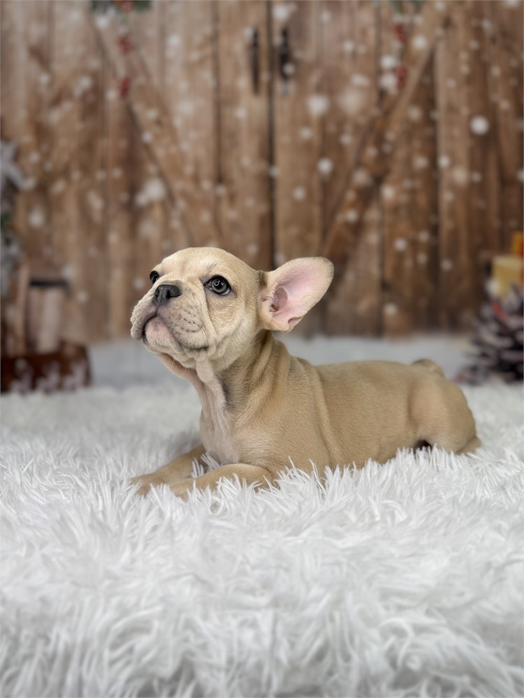 AKC Fawn Female