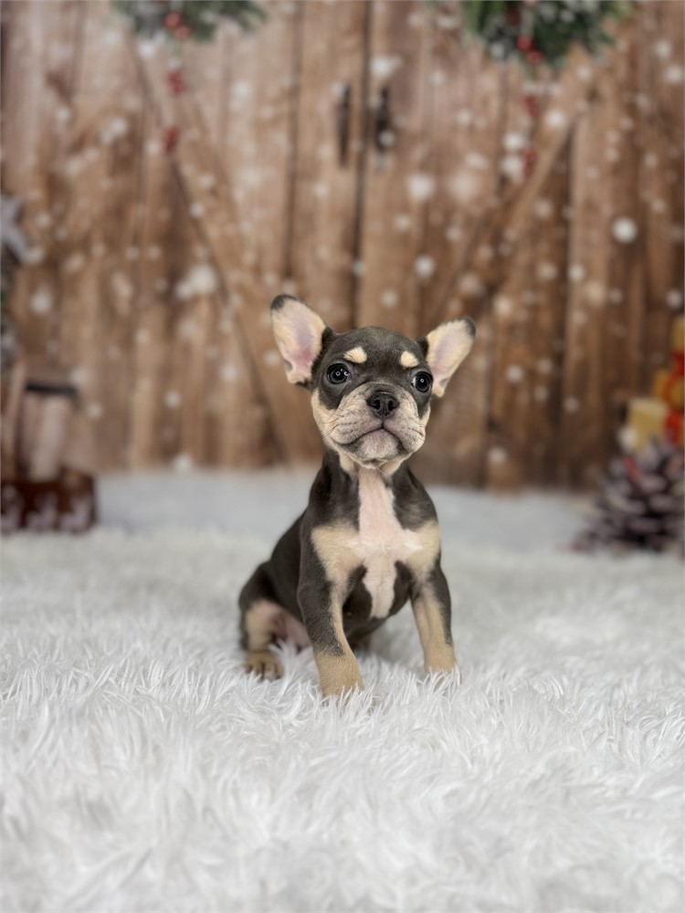 AKC Blue &Tan Female