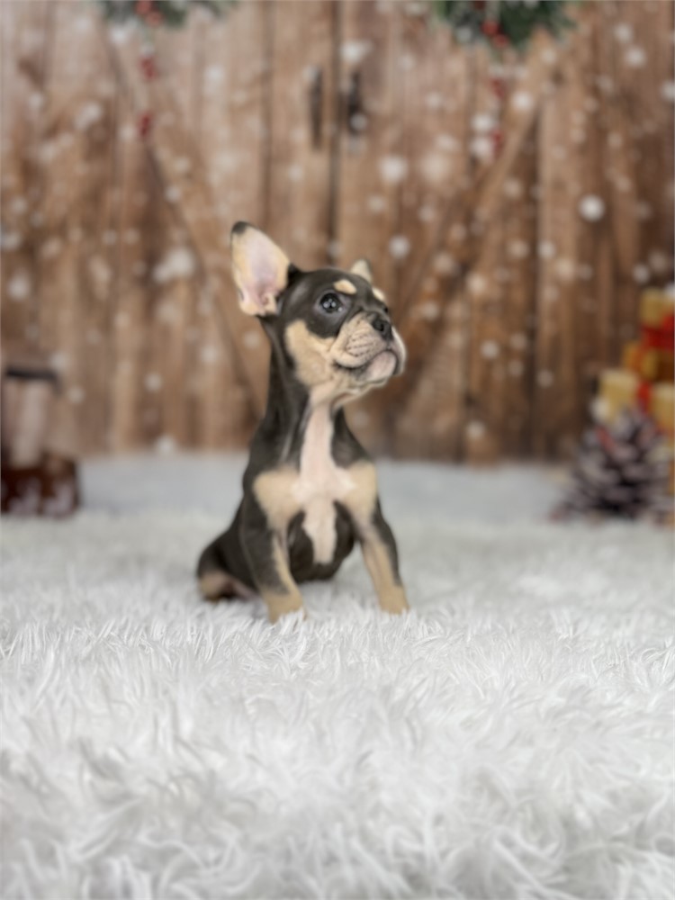 AKC Blue &Tan Female