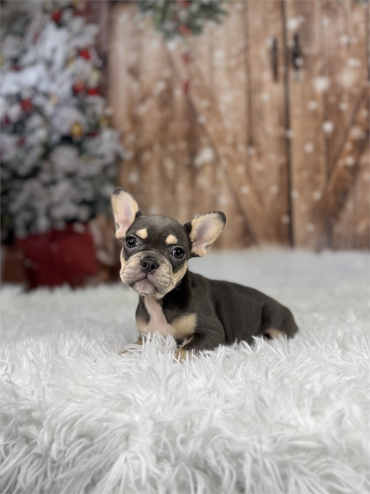 AKC Blue &Tan Female