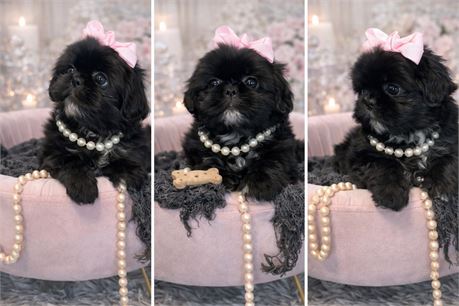 Vera, Shih Tzu, Girl