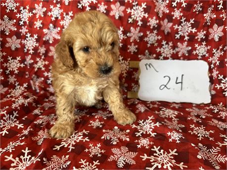 Cockapoo clean usually