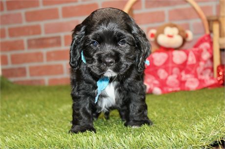 BLACK/WHITE MALE COCKER 672