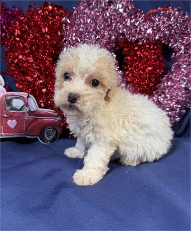 Poodle - Dora’s # 5 (M)