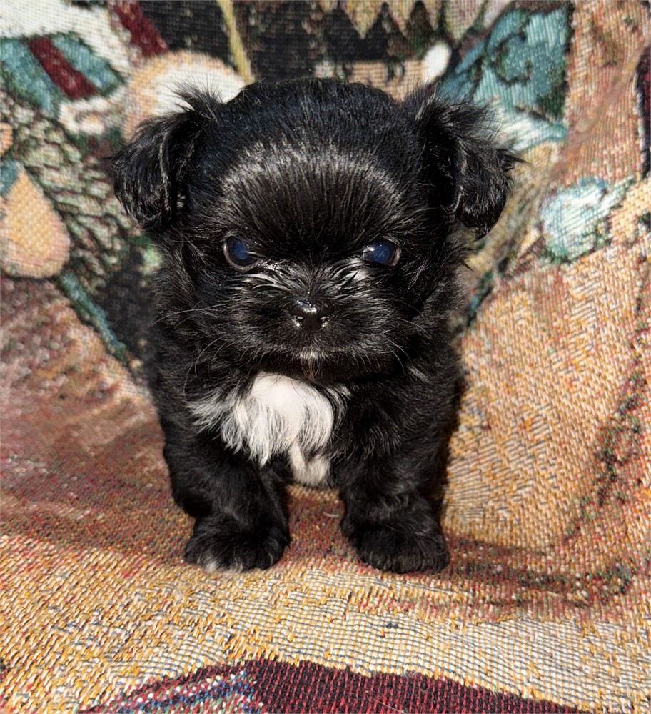 Longhair Chihuahua/Shih Teacup