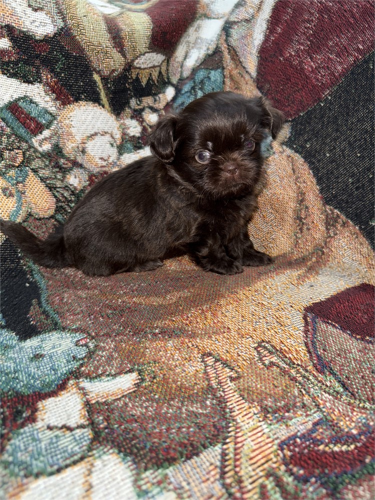 Longhair Chihuahua/Shih Teacup