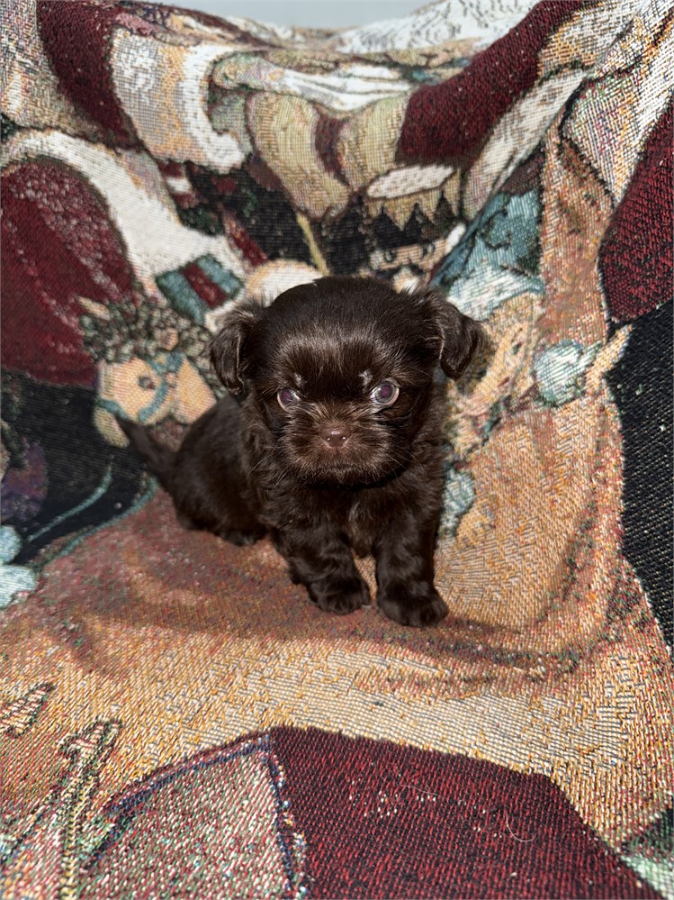 Longhair Chihuahua/Shih Teacup