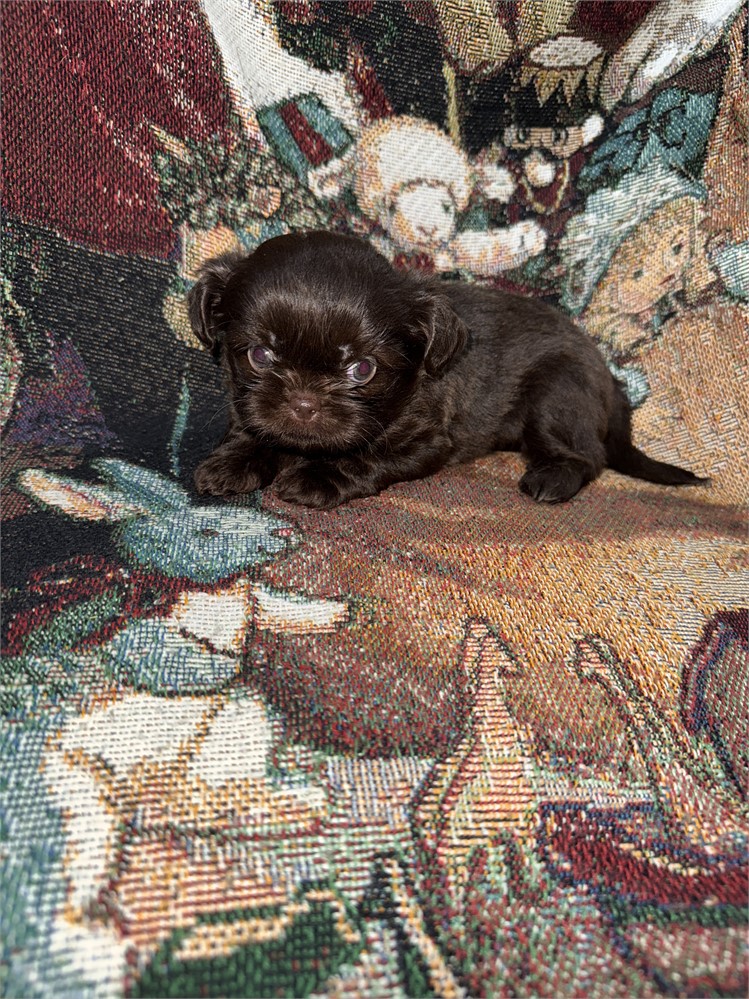 Longhair Chihuahua/Shih Teacup